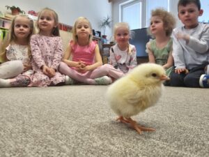 Obrázek pro příspěvek Téma Kuře