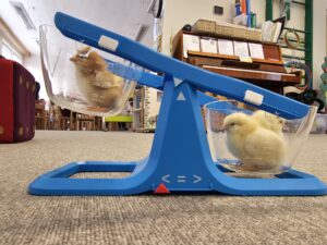 Obrázek pro příspěvek Vývoj kuřátek z líhně 3.díl